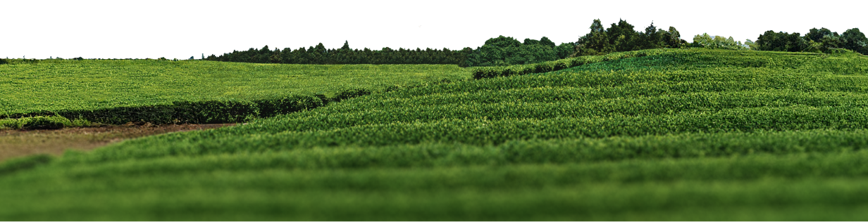 A picture of green tea fields